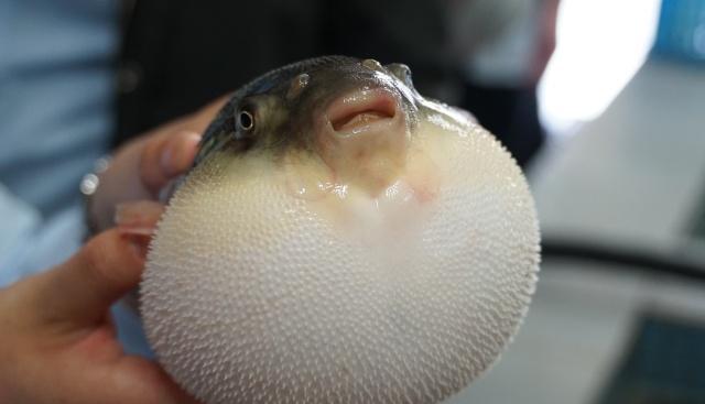 我国最大胆的小城自古就爱吃剧毒河豚人称河豚之乡