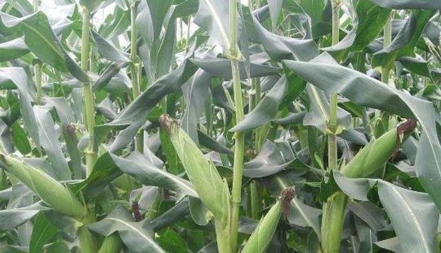 种植玉米如何高产全套种植技术在这里赶紧学起来