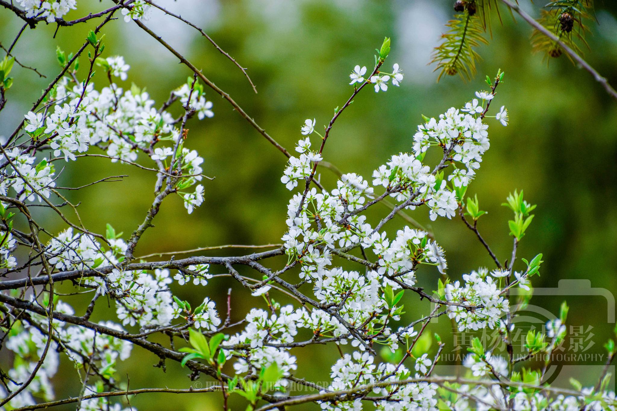 李花盛开的娇美,赣州春日美丽的乡村景色_高清图集_新浪网