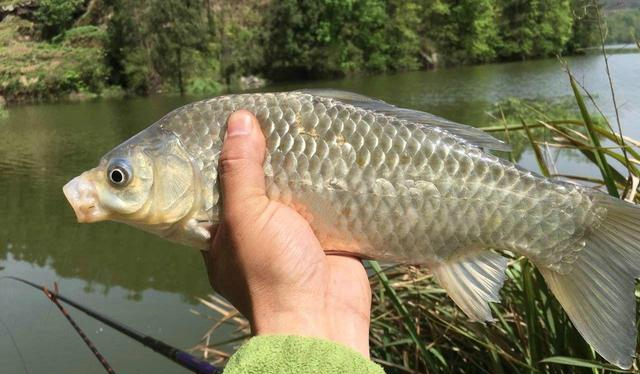 买鲫鱼时如何分辨土鲫和工程鲫外形上有4大区别