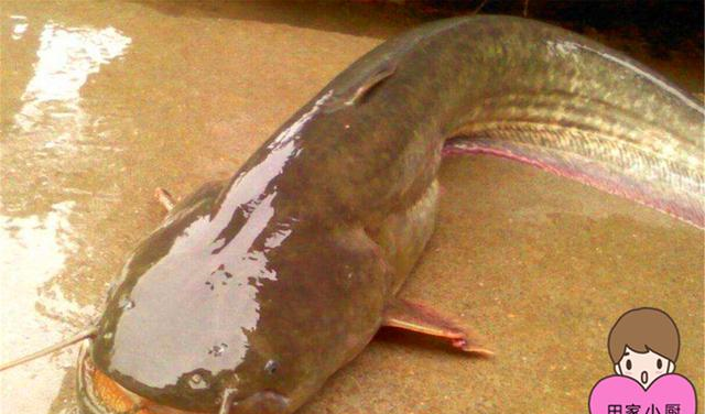 它是被黑的最惨的鱼,都说不能吃,可它不仅能吃,还是难得的美味|鲶鱼