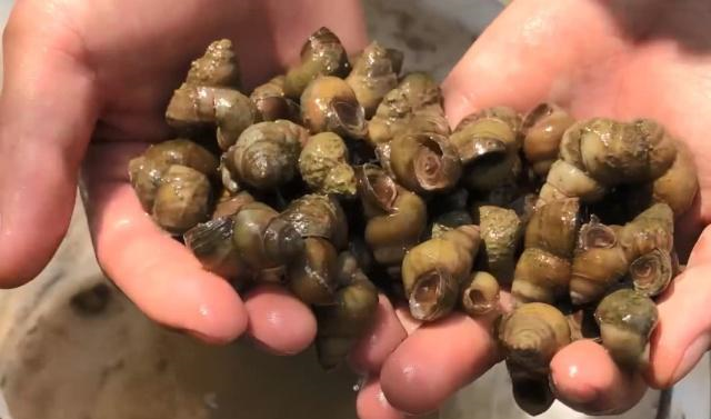 农村小伙到水库捡田螺,准备回家做美味下酒菜,农村野货真的多|侵权