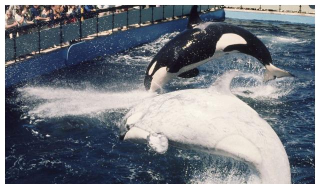 罕见白色虎鲸再度现身,人们又喜又忧:它能活到成年吗