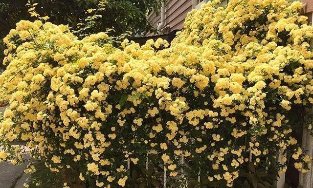 建议大家：月季不要养了，院子栽一颗“花”，开花美丽啊休闲区蓝鸢梦想 - Www.slyday.coM
