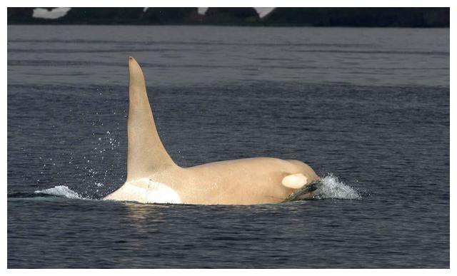 白化虎鲸图片