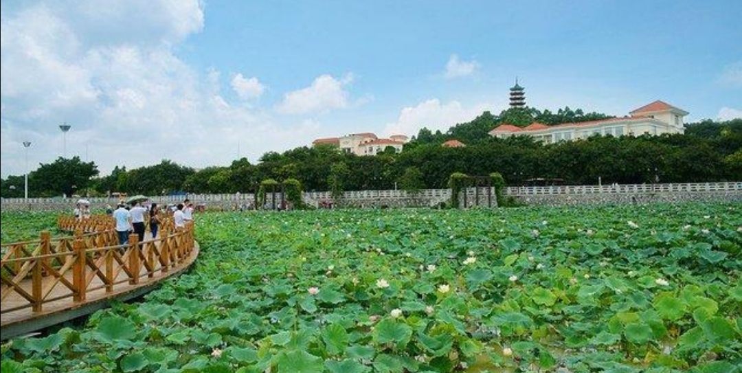 广东东莞桥头镇莲湖公园夏季赏荷花留念