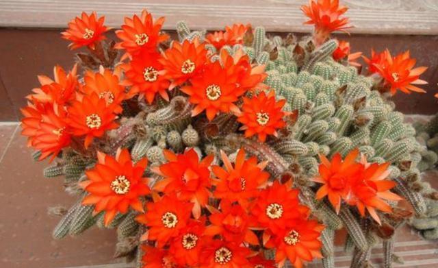 喜欢养花就选白檀花 养护省心颜值高 不招病虫害 白檀 仙人掌 养护 新浪新闻