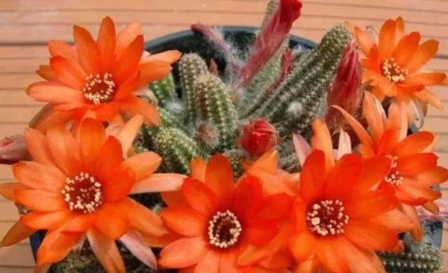 喜欢养花就选白檀花 养护省心颜值高 不招病虫害