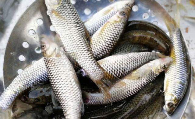 农村河里常见的6种河鱼,村里人都吃过并认识,你吃过哪几种|河鱼|农村