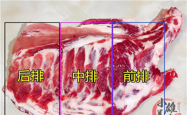 猪骨头分类名称图片图片