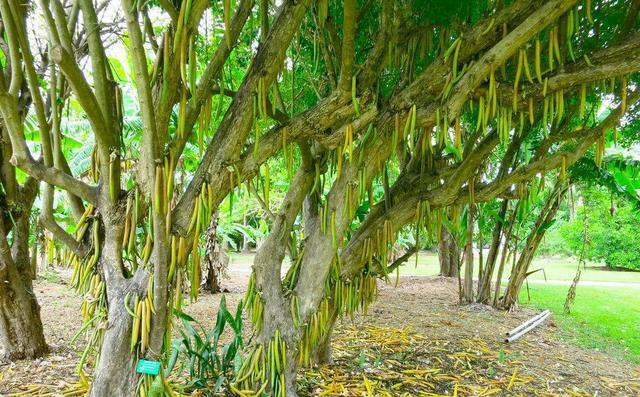 树上长"蜡烛"的蜡烛树,营养丰富,味道胜似苹果,咋做咋好吃!