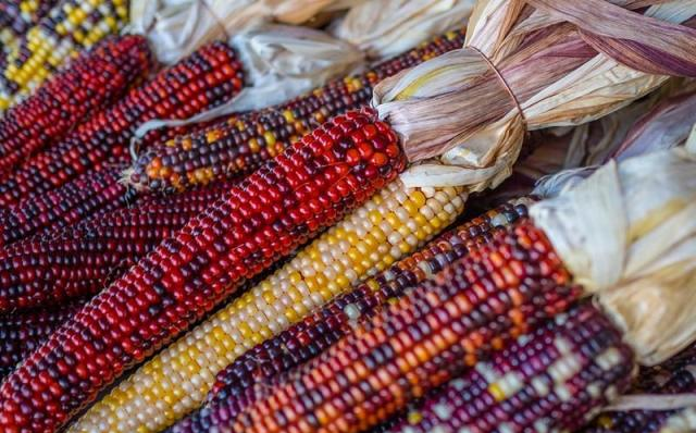 甜的？糯的？玉米品种多，只有一种能做爆米花！休闲区蓝鸢梦想 - Www.slyday.coM