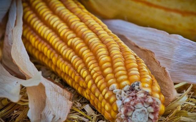 甜的？糯的？玉米品种多，只有一种能做爆米花！休闲区蓝鸢梦想 - Www.slyday.coM