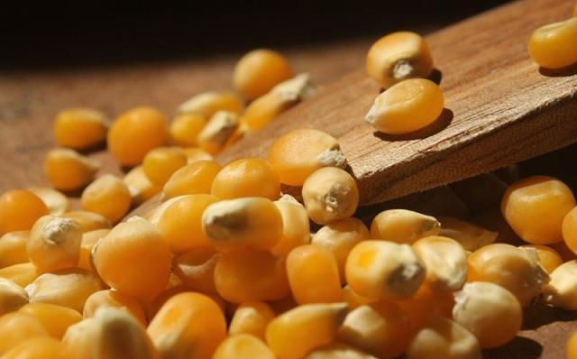 甜的？糯的？玉米品种多，只有一种能做爆米花！休闲区蓝鸢梦想 - Www.slyday.coM