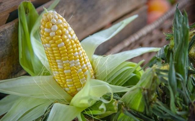 甜的？糯的？玉米品种多，只有一种能做爆米花！休闲区蓝鸢梦想 - Www.slyday.coM