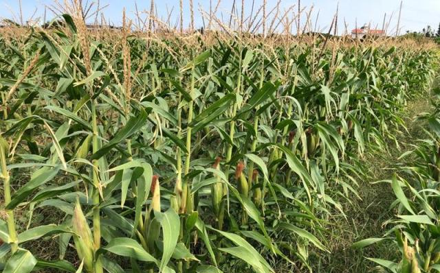 甜的？糯的？玉米品种多，只有一种能做爆米花！休闲区蓝鸢梦想 - Www.slyday.coM