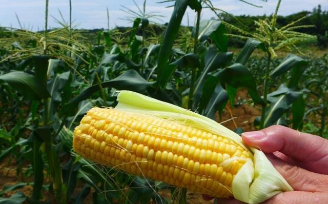 甜的？糯的？玉米品种多，只有一种能做爆米花！休闲区蓝鸢梦想 - Www.slyday.coM