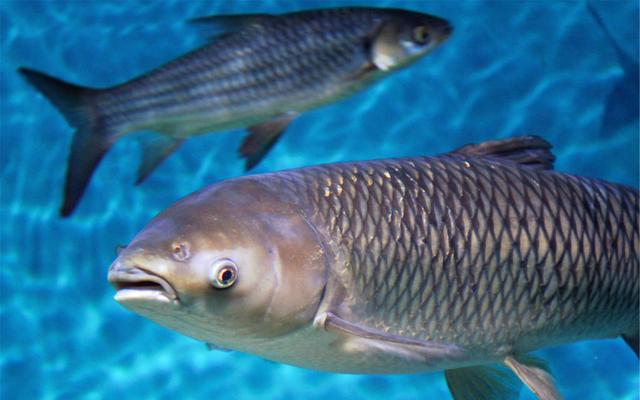 注意避开3种鲤鱼,弄懂再买|鲤鱼|鳃片|香醋_新浪新闻