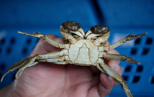 螃蟹这4个部位,扔掉也不要吃一点,小心会吃坏肚子__财经头条