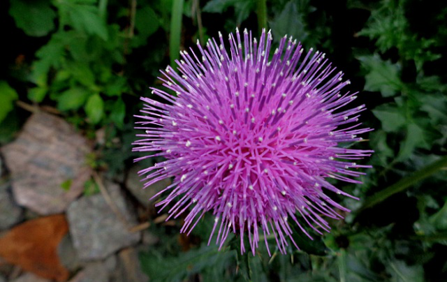 这野菜补钙效果好能清热解毒却让人很讨厌你吃过吗