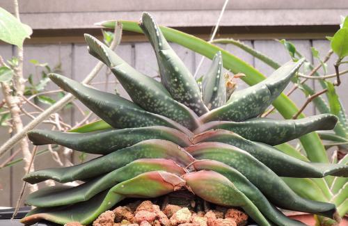 奇怪的多肉丑萌丑萌的卧牛价格不菲你了解过嘛