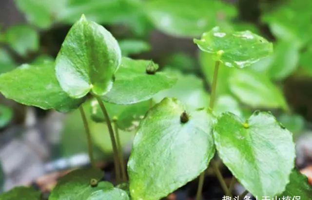 农村这野草叫"滴水珠",对调养身体有帮助,对胃更好_高清图集_新浪网
