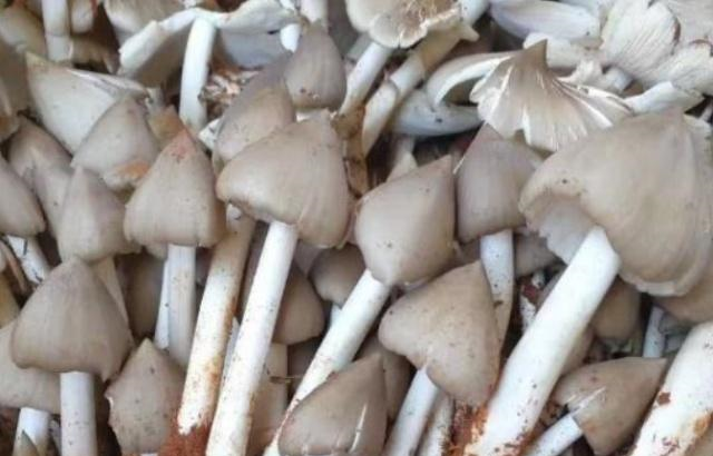 这种食材是一种菌类,叫鸡枞,也叫鸡脚菇.