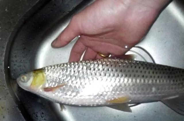 这种鱼只在黄河生存当地人叫它红眼鱼外观独特售价很高