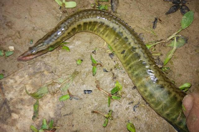 农村一种淡水鱼,背上带刺,市场卖60块一斤,为何少有农户养殖?