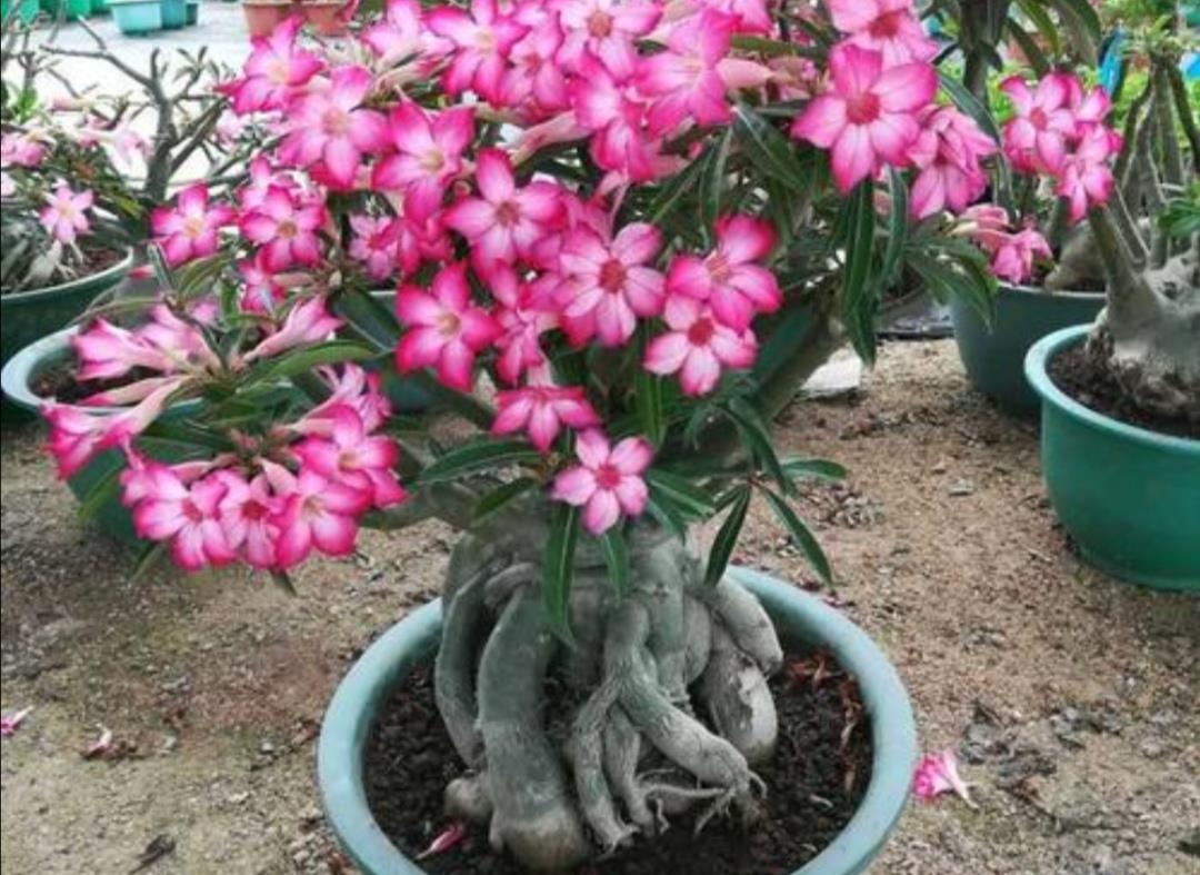 养沙漠玫瑰,满足4个条件,一年能开2次花_高清图集_新浪网
