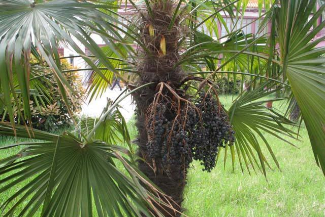 棕榈树果实作用图片