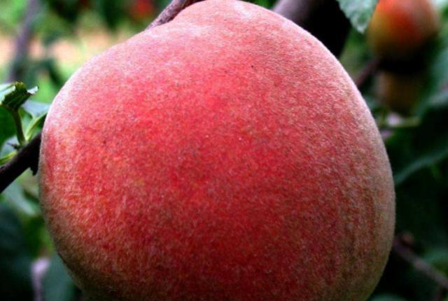 爱吃桃子但是毛多不爱洗?下面这两种方法赶紧收藏起来!