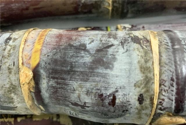 良心果贩透露:这"4种"甘蔗白送都不要,不仅不甜,还难以下咽