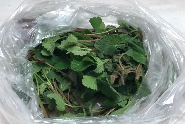 农村这种野菜很多人看不上,富含钙和胡萝卜素,用来炒鸡蛋特别香|藿香