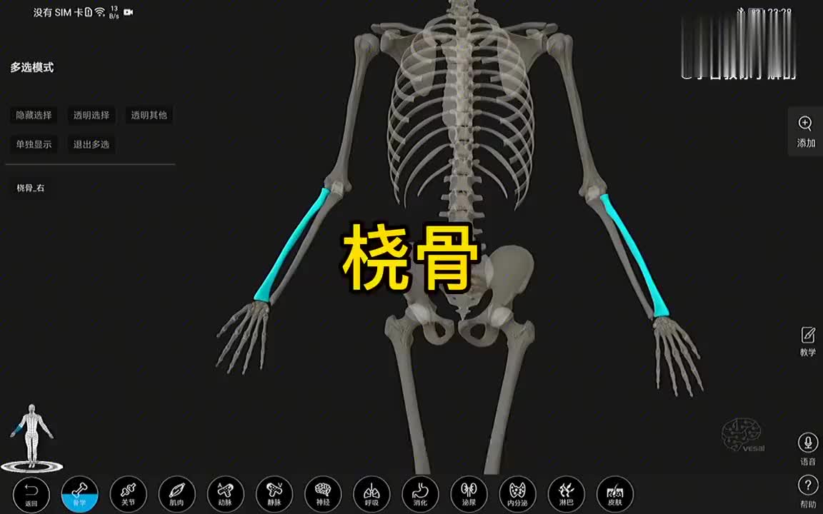 解剖大师 桡骨的3D解剖_新浪新闻