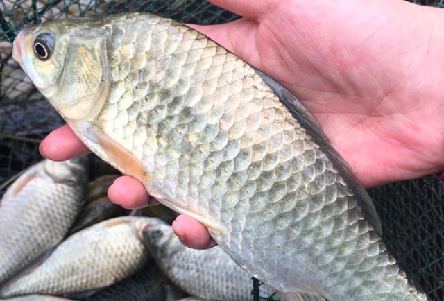 购买鲫鱼时,我们可以把鱼拿在手里看鳞片.