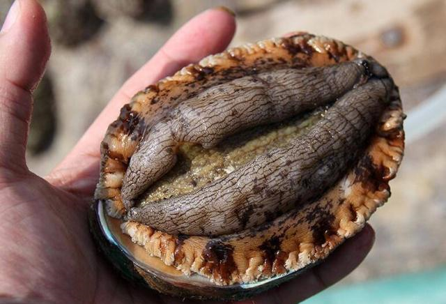 鲍鱼怎么处理 鲍鱼的家常做法有哪些