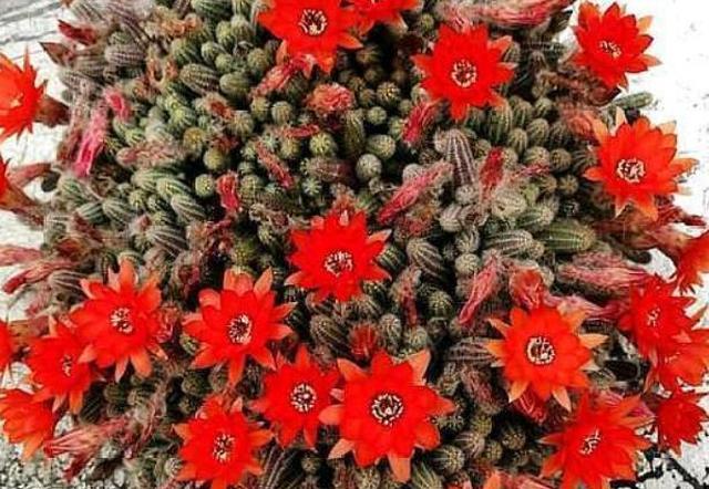 喜欢养花就选白檀花 养护省心颜值高 不招病虫害 白檀 仙人掌 养护 新浪新闻