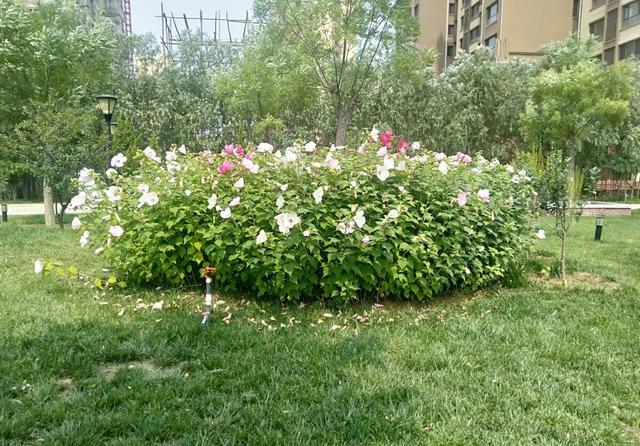 邻居种了3棵白花野蔷薇 告诉他上当了 回答让我很意外