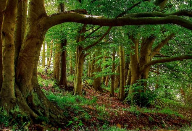 美图:自然界中的动植物都有它们丛林法则的_高清图集_新浪网