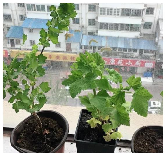 红醋栗原产地在东北一带,现在全国各地都有分布,南北方都能养,耐寒性