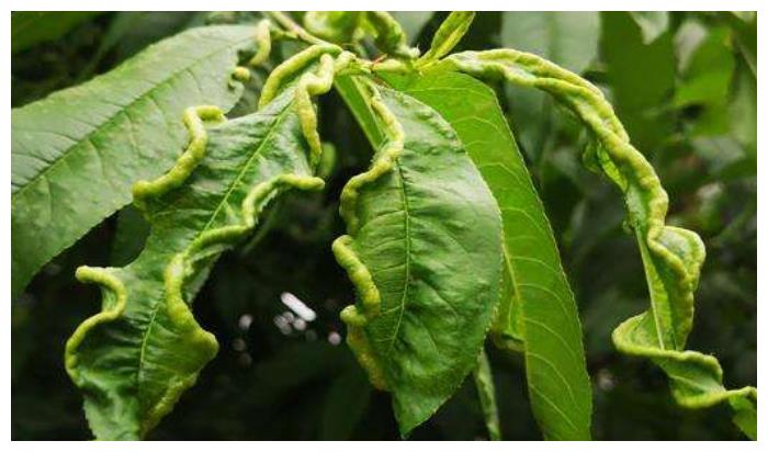 桃树卷叶原因众多,可能是这种害虫在作怪,果农该如何预防?