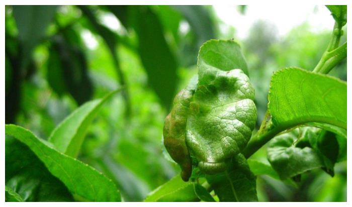 桃树卷叶原因众多可能是这种害虫在作怪果农该如何预防