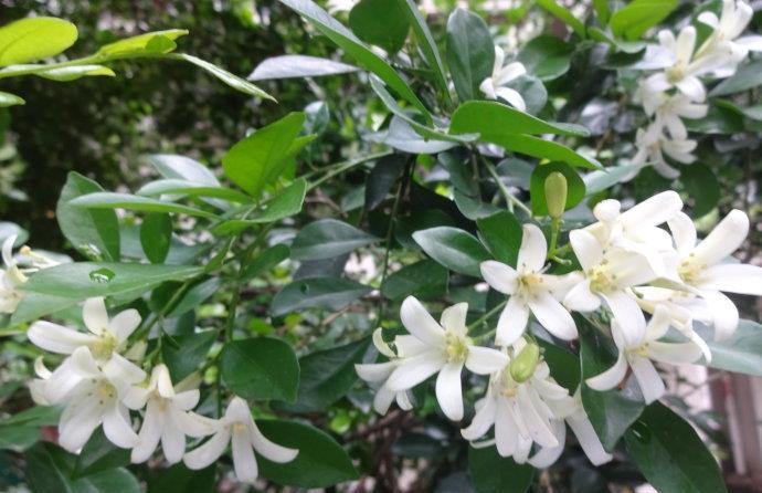 夜来香花有毒吗可以放卧室吗家养夜来香需要注意以下问题