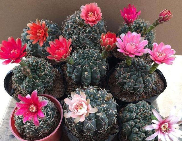 仙人球开花品种_开花香的仙人球品种_仙人球开黄花什么品种