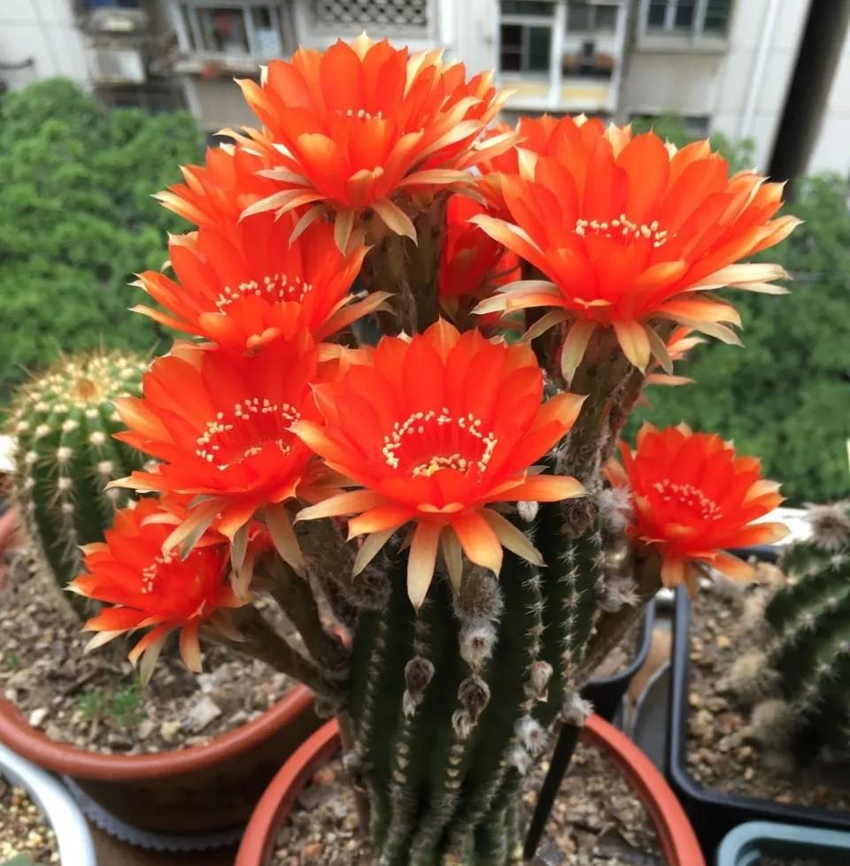 仙人球开花品种_仙人球开黄花什么品种_开花香的仙人球品种