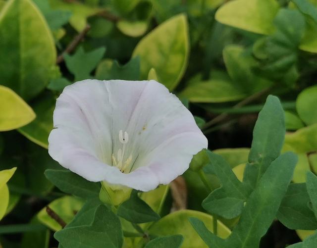 花匠日记一21一2 山东菏泽21年6月17日