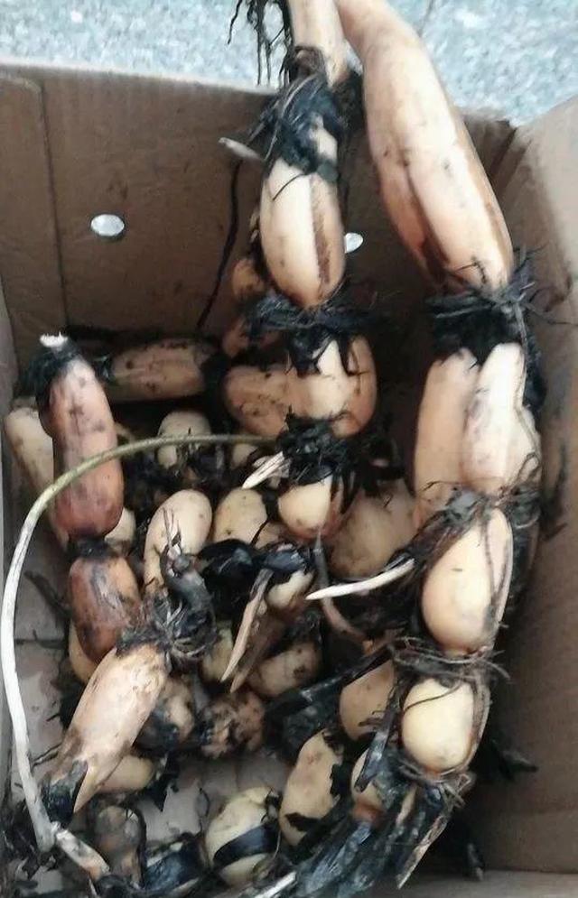 水缸养荷花,捞出10斤大白藕,咬一口咔嚓脆!__财经头条