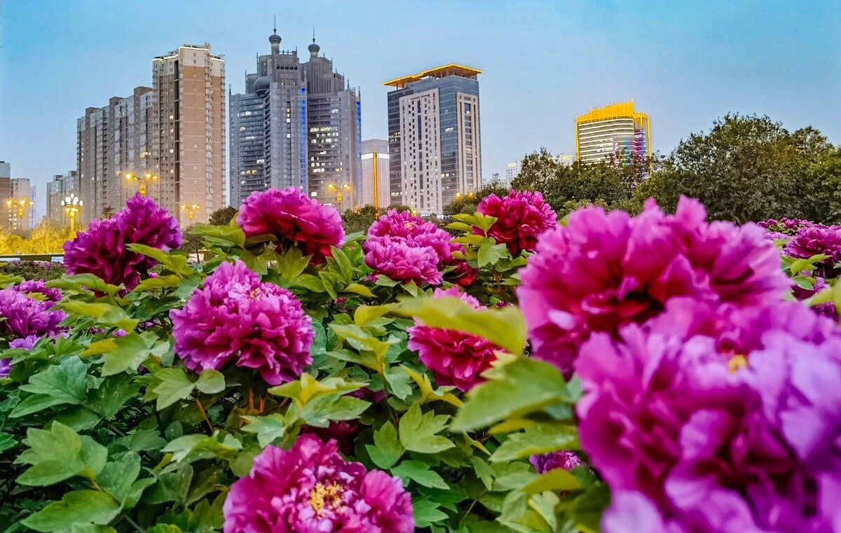 洛阳欢迎你～唯有牡丹真国色!花开时节动京城!