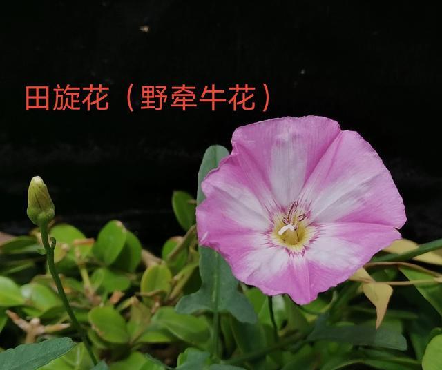 花匠日记一21一2 山东菏泽21年6月17日 花匠日记一21一2 山东菏泽21年6月17日